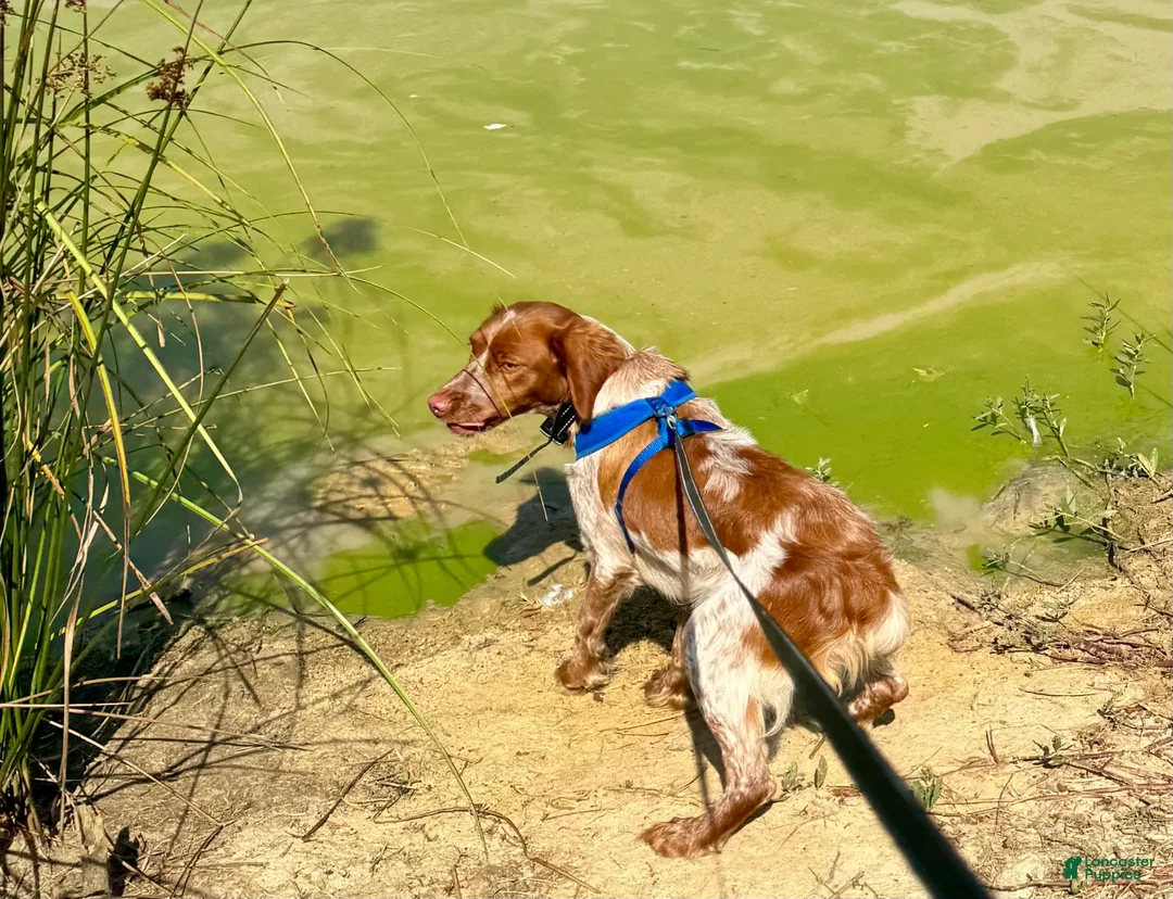 Brittany Spaniel dogs for sale: Maggie - Ad 10