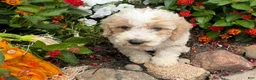 Miniature Poodle dogs for sale: Toby - Ad 8