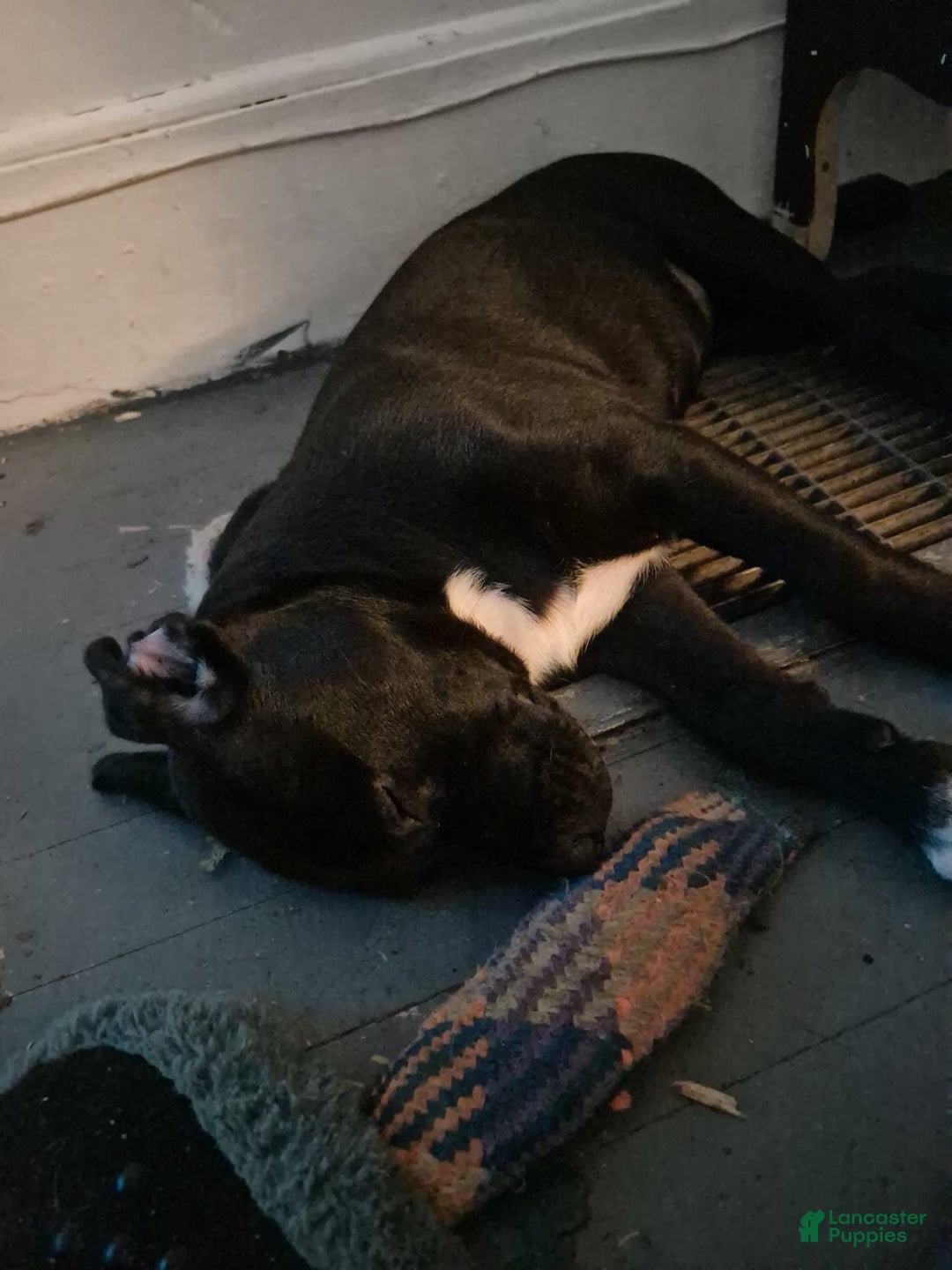 Gallery Image {{count}}