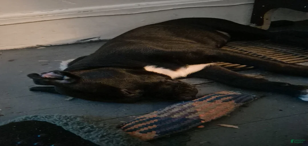 Gallery Image {{count}}