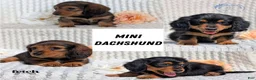 Miniature Dachshund dogs for sale: Rocco - Ad 13