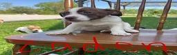 Jack Russell Terrier dogs for sale: Zaden - Ad 4