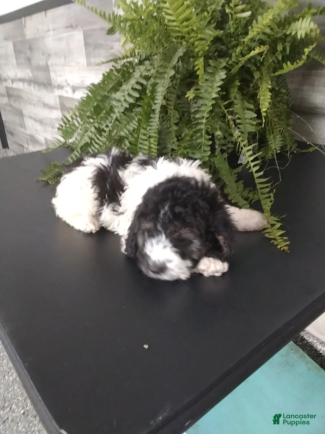Cockapoo dogs for sale: George - Ad 2