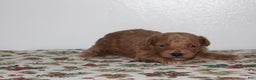Miniature Poodle dogs for sale: Gina - Ad 3