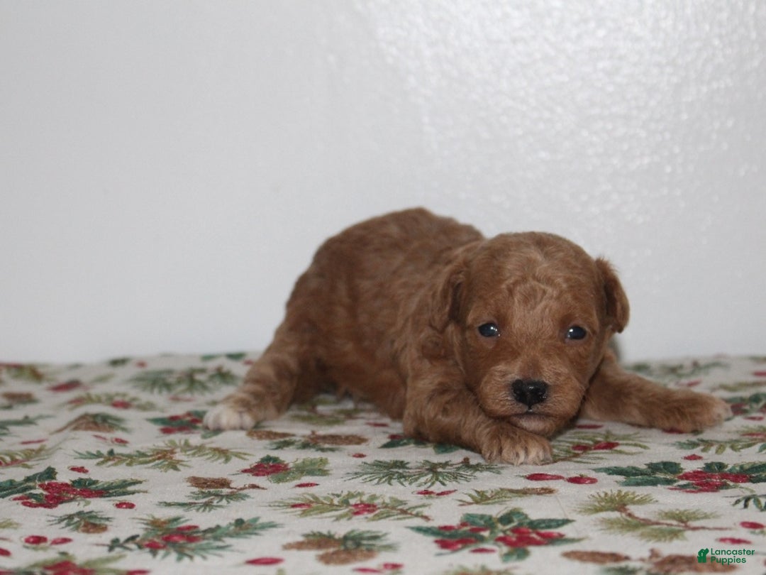 Miniature Poodle dogs for sale: Gina - Ad 3