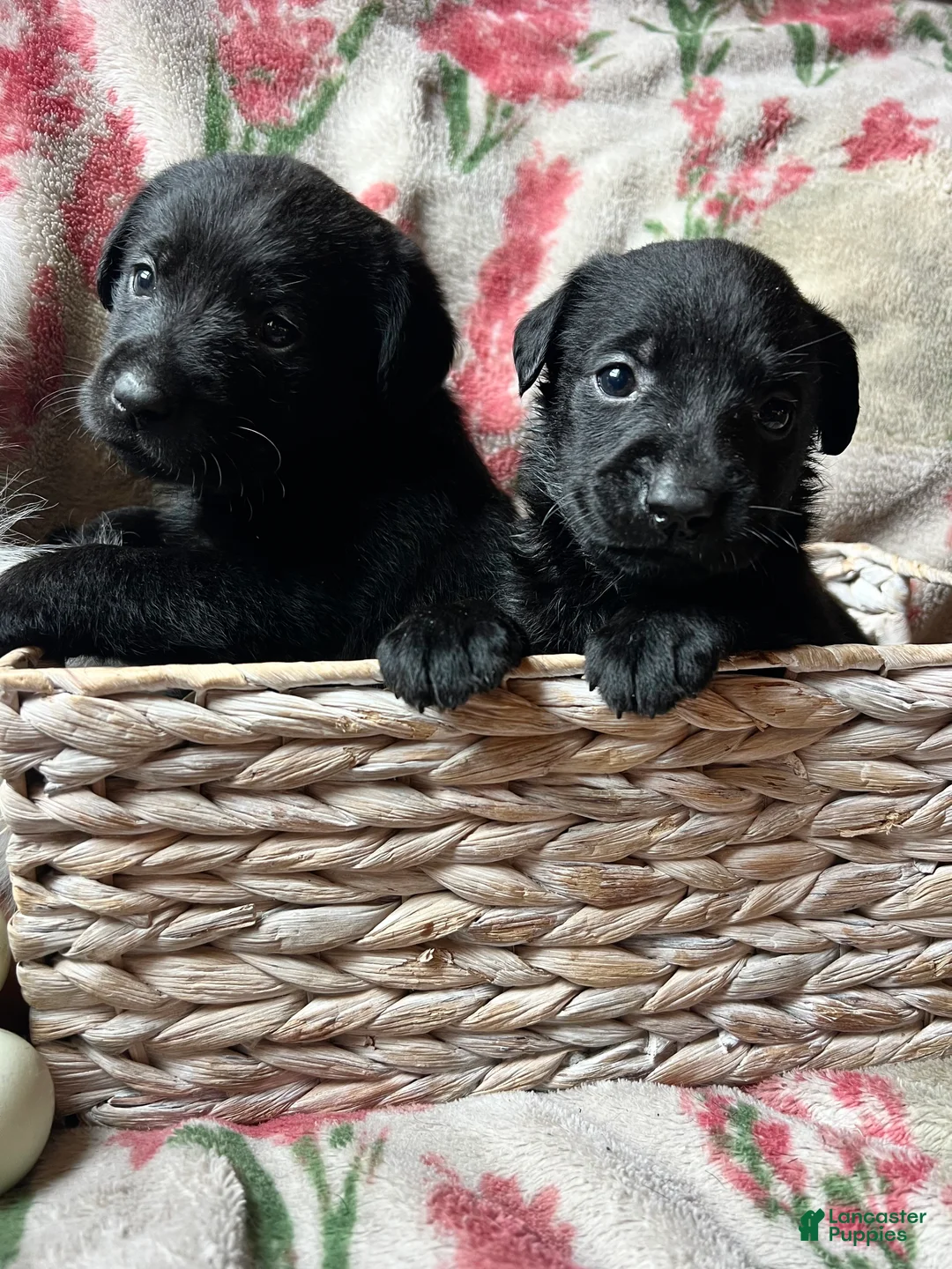 Labrador Retriever dogs for sale: Violet - Ad 2