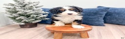 Mini Bernedoodle dogs for sale: Maddie - Ad 3
