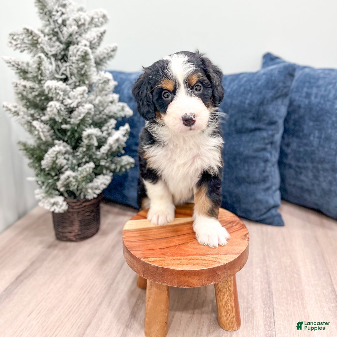 Mini Bernedoodle dogs for sale: Maddie - Ad 3