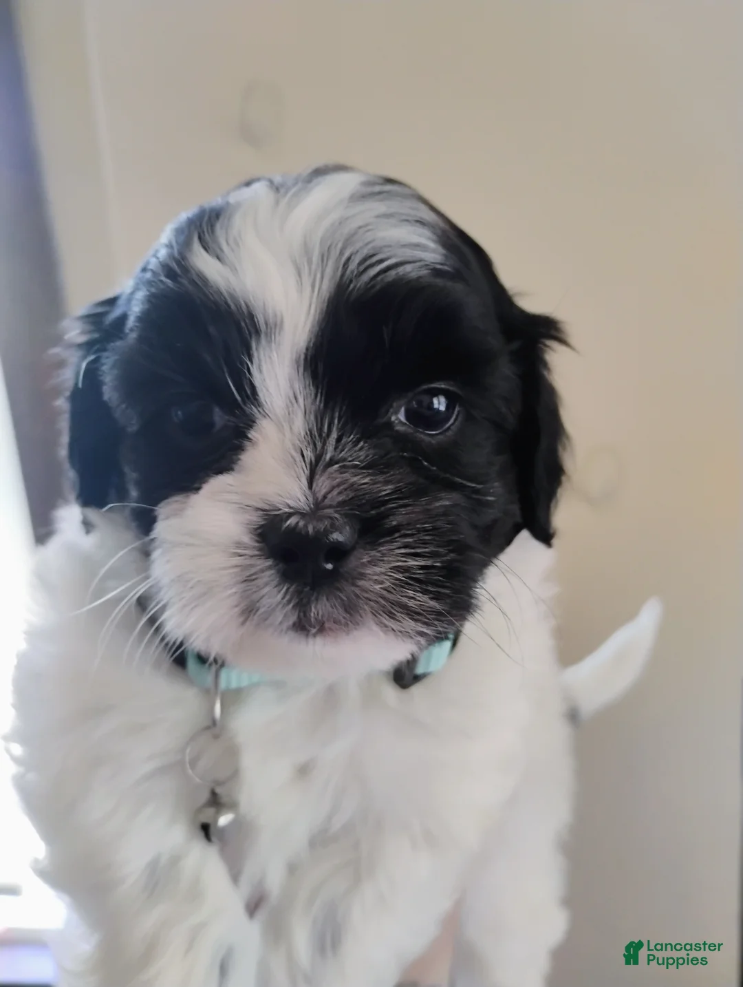 Teddy Bear dogs for sale: Teddy Bear Puppy 3 - Ad 1