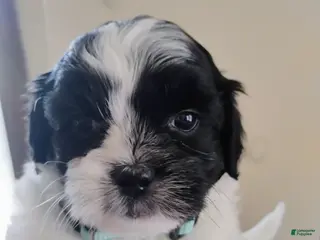 Teddy Bear dogs Teddy Bear Puppy 3 - Ad 38