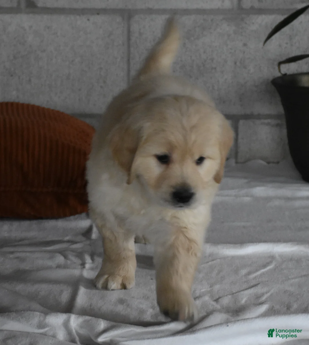Golden Retriever dogs for sale: Harley  Genetic/OFA - Ad 3