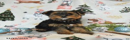 Yorkshire Terrier dogs for sale: Wesley - Ad 4