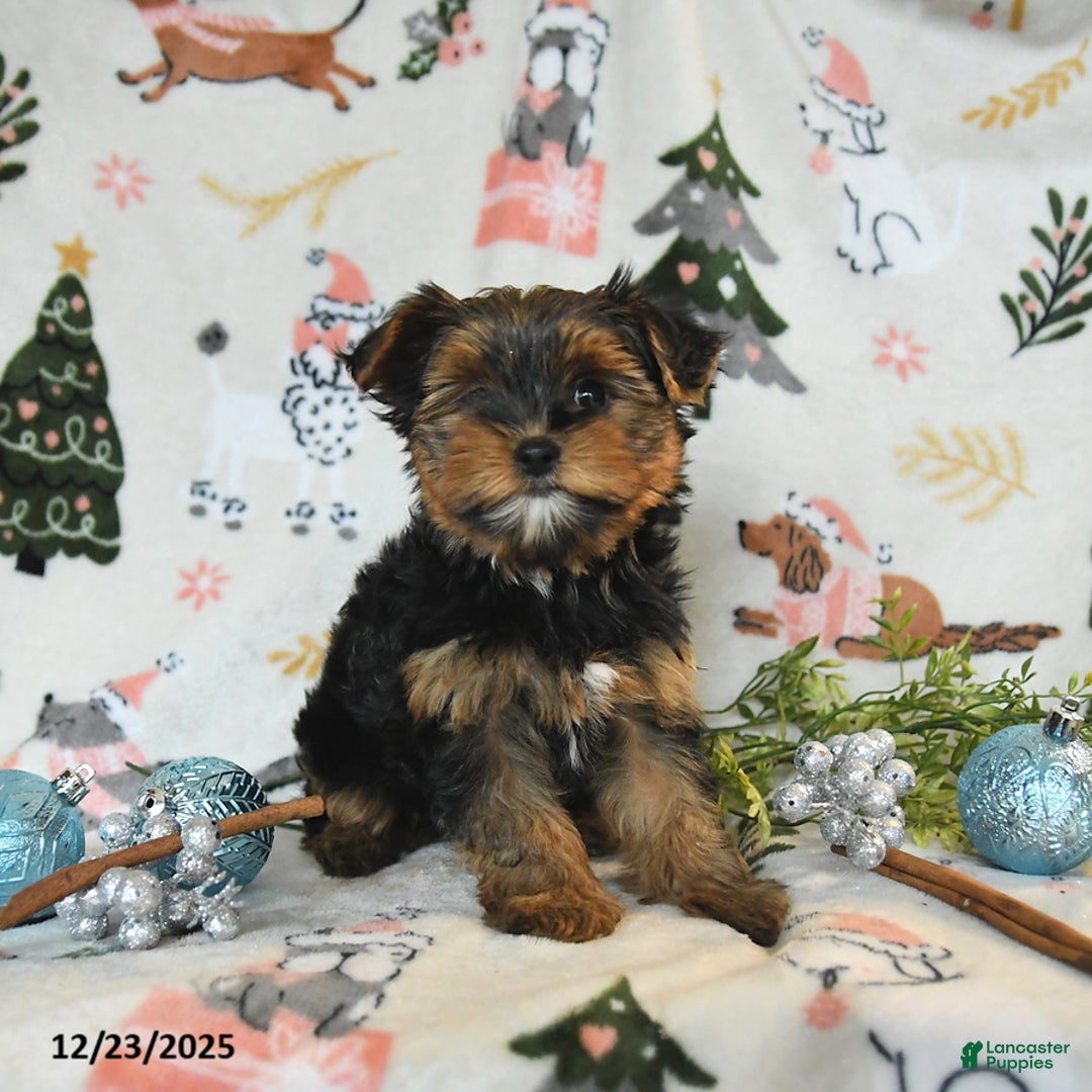 Yorkshire Terrier dogs for sale: Wesley - Ad 4