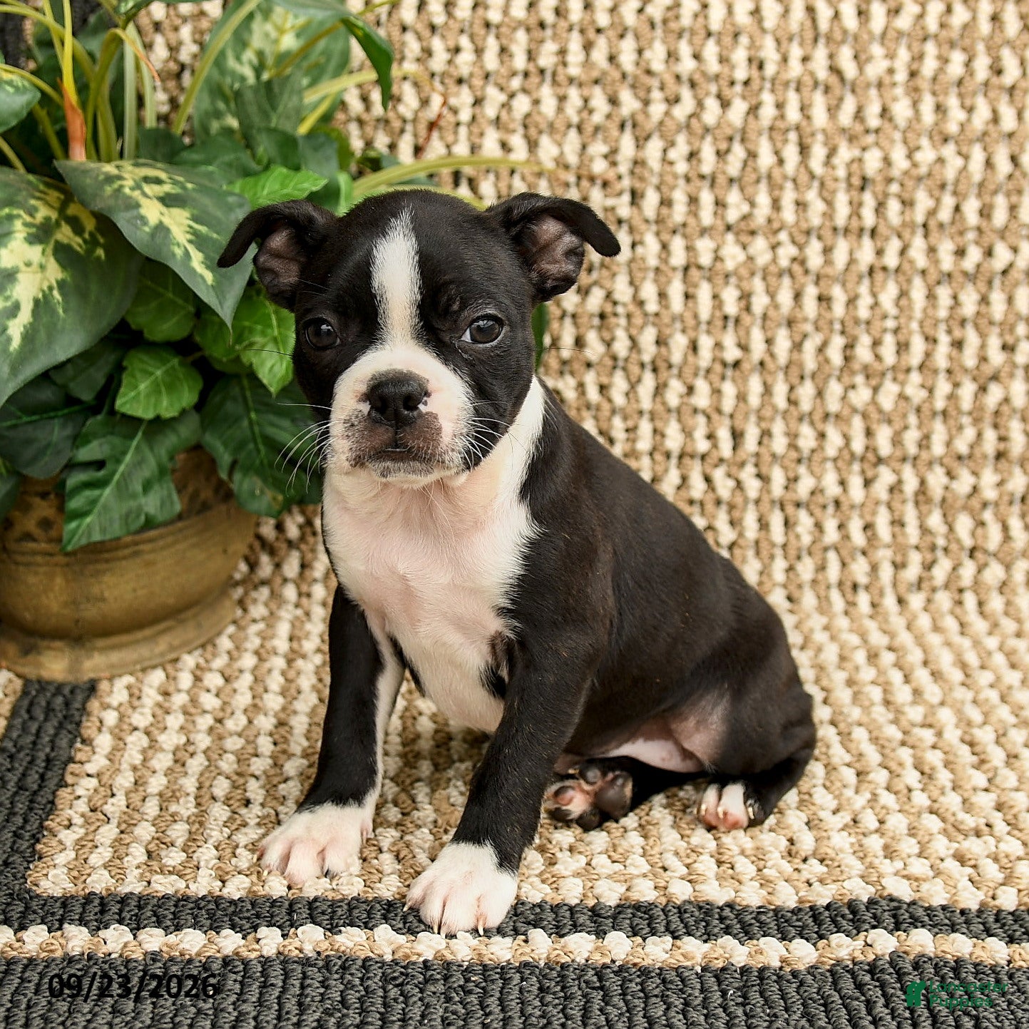 Boston Terrier dogs for sale: Bria - Ad 1