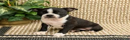 Boston Terrier dogs for sale: Bria - Ad 1