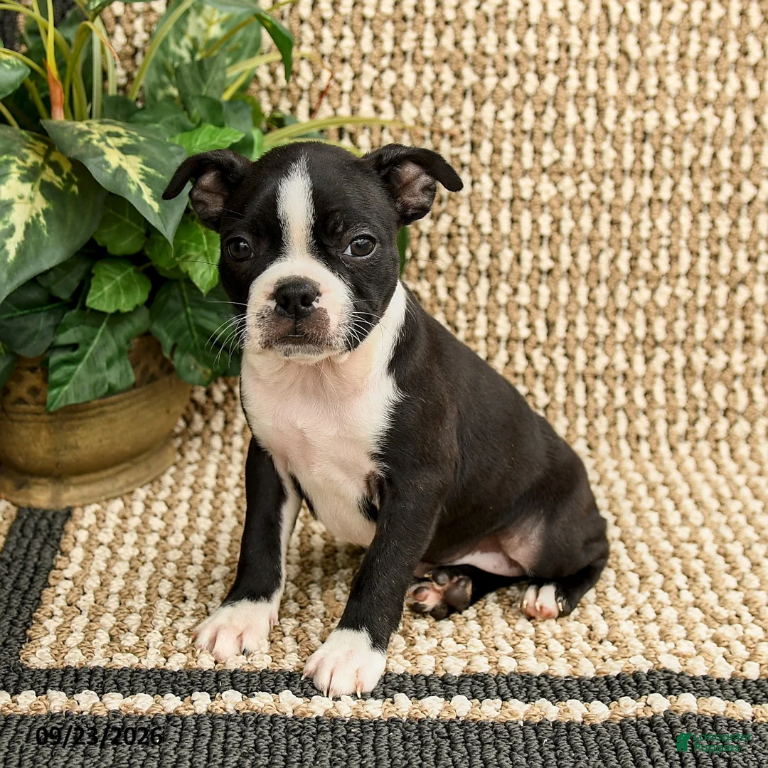 Boston Terrier dogs for sale: Bria - Ad 1