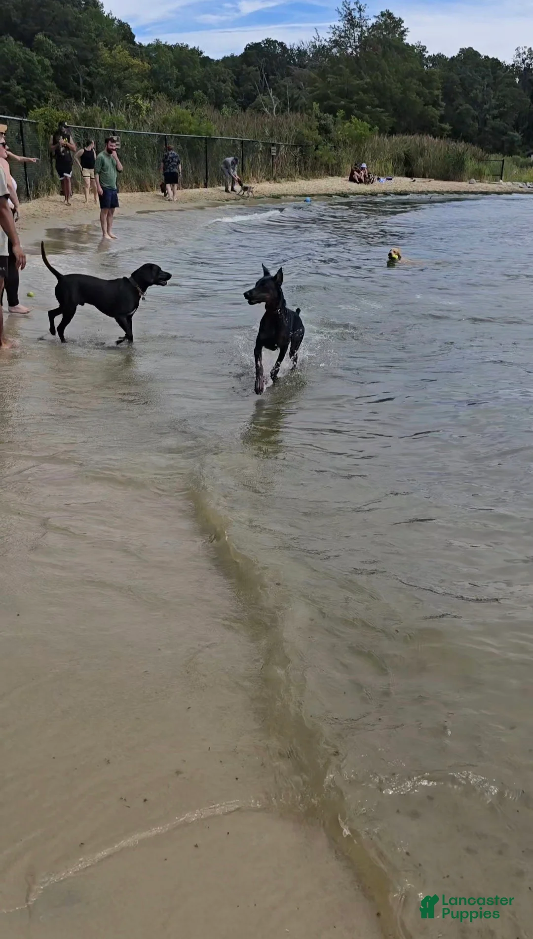 Doberman Pinscher dogs for sale: Prince Charming - Ad 6