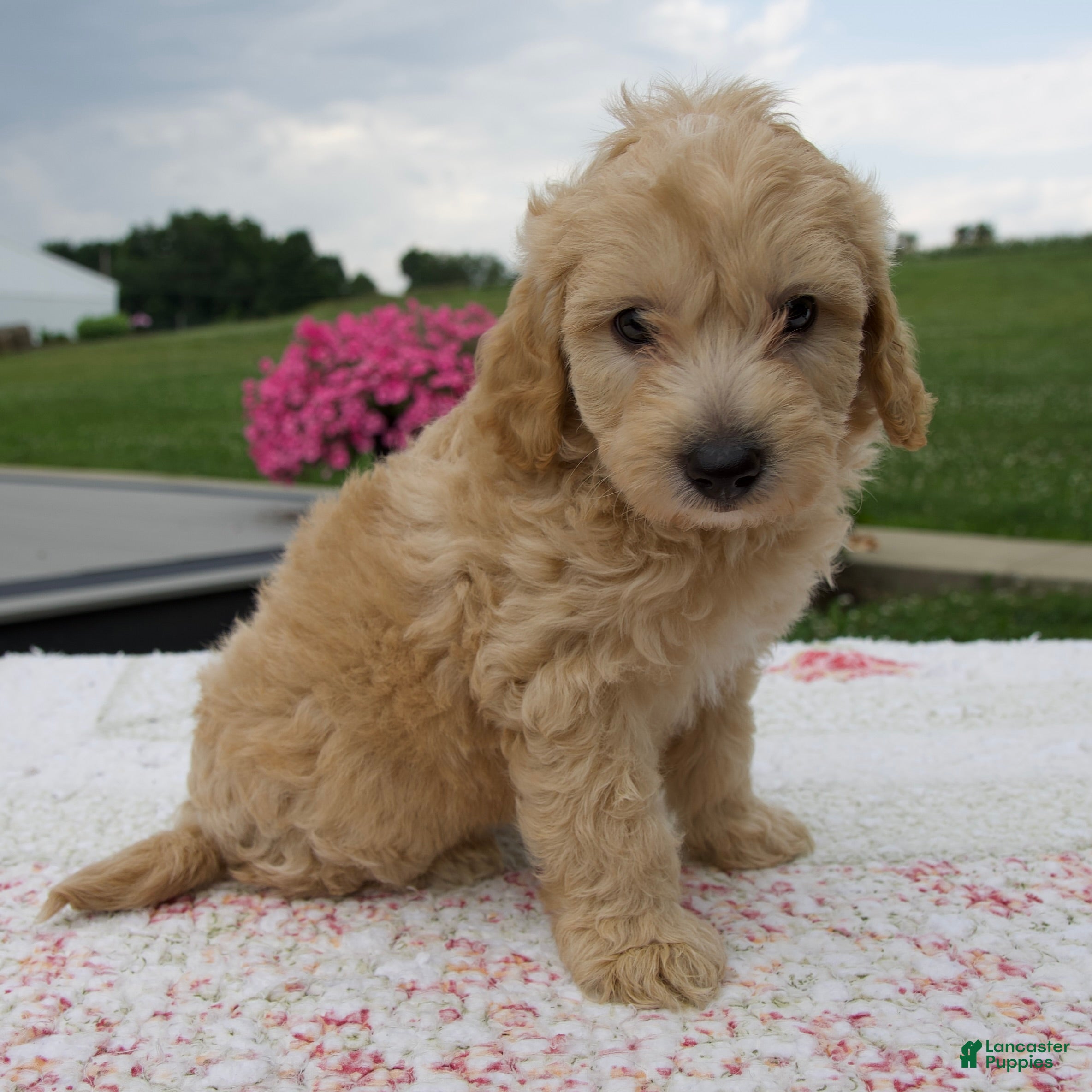 Aussiedoodle dogs Arrow - Ad 1