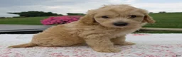Aussiedoodle dogs for sale: Arrow - Ad 1