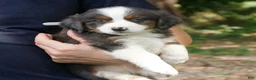Mini Bernedoodle dogs for sale: Caden  - Ad 3