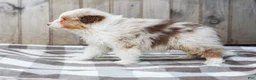 Australian Shepherd dogs for sale: Rocky - Ad 7
