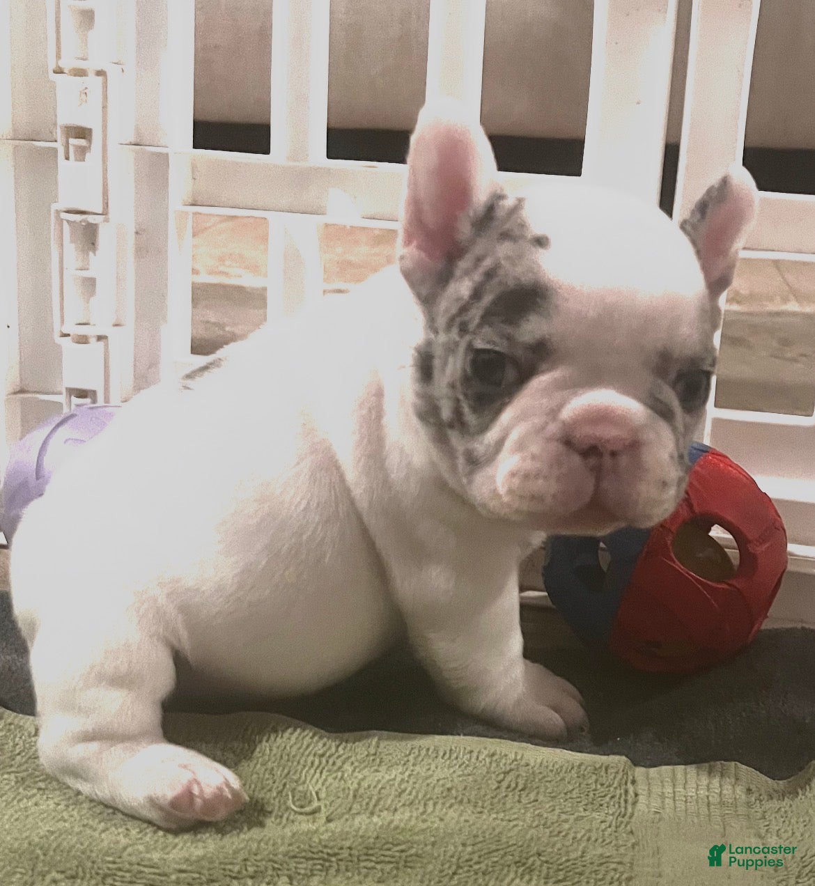 French Bulldog dogs Pablo - Ad 2