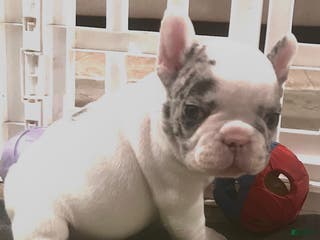 French Bulldog dogs Pablo - Ad 2
