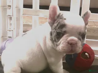 French Bulldog dogs Pablo - Ad 10