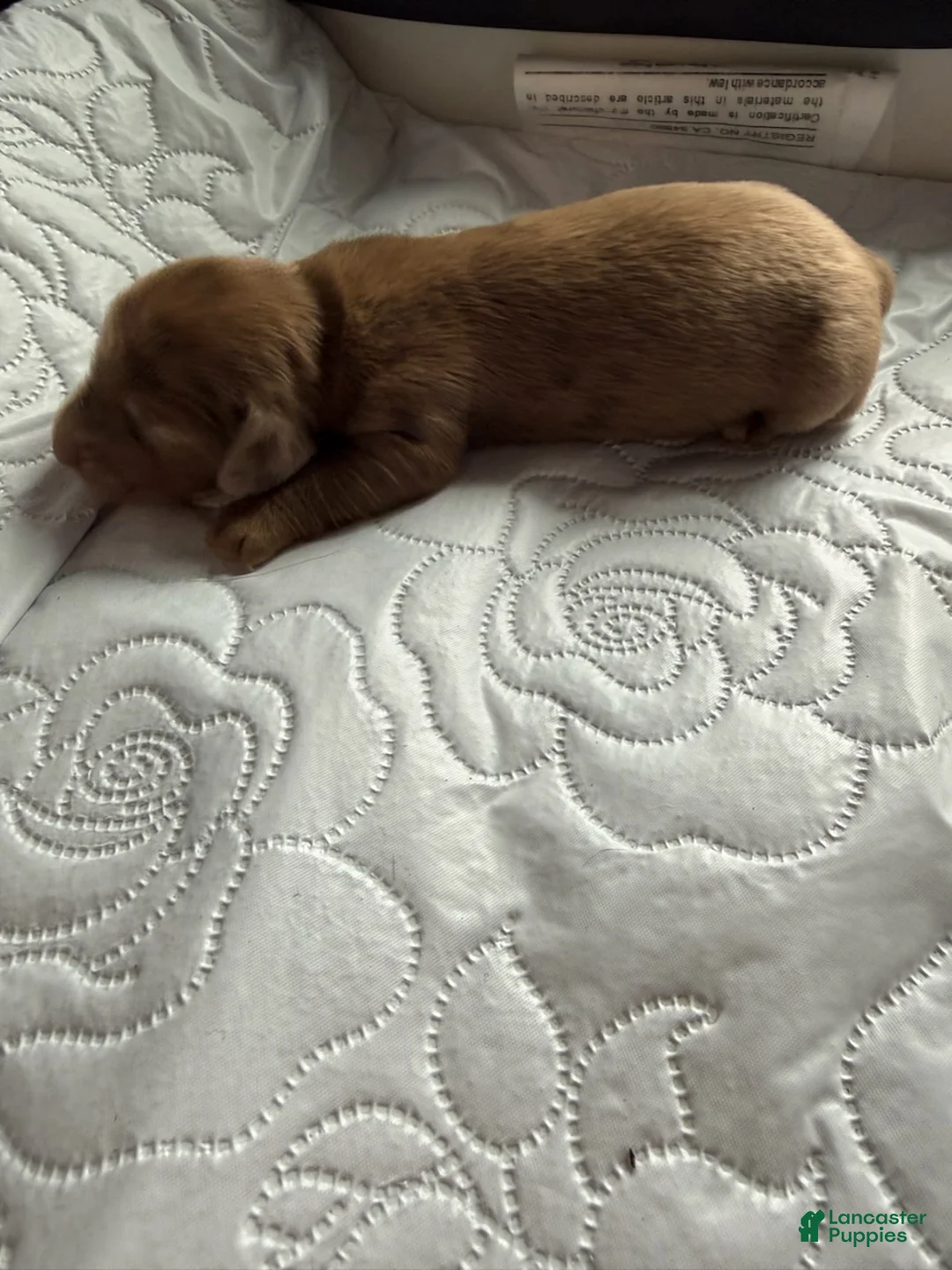 Miniature Dachshund dogs for sale: Major - Ad 3