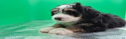 Bernedoodle dogs for sale: Loki - Ad 5