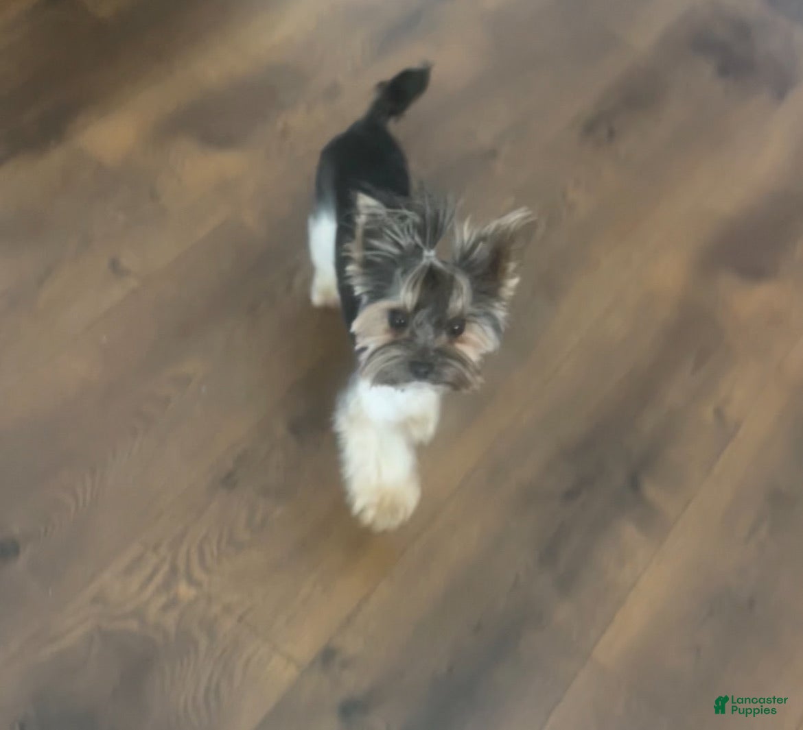Ted