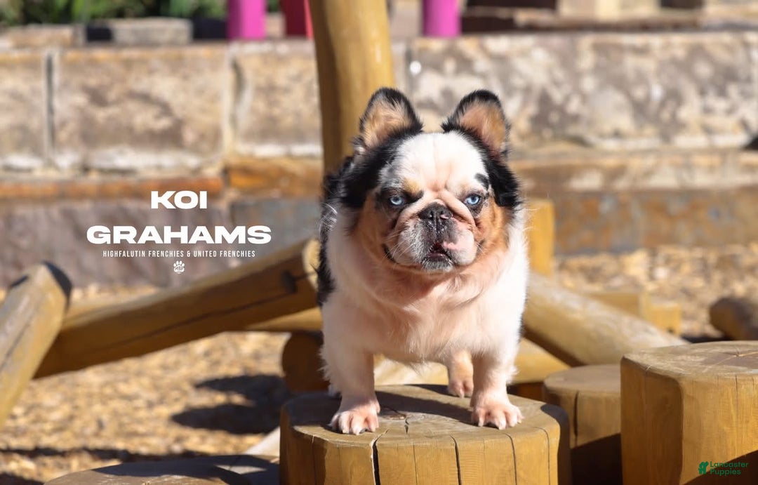 French Bulldog dogs for sale: French Bulldog Puppy 3 - Ad 4