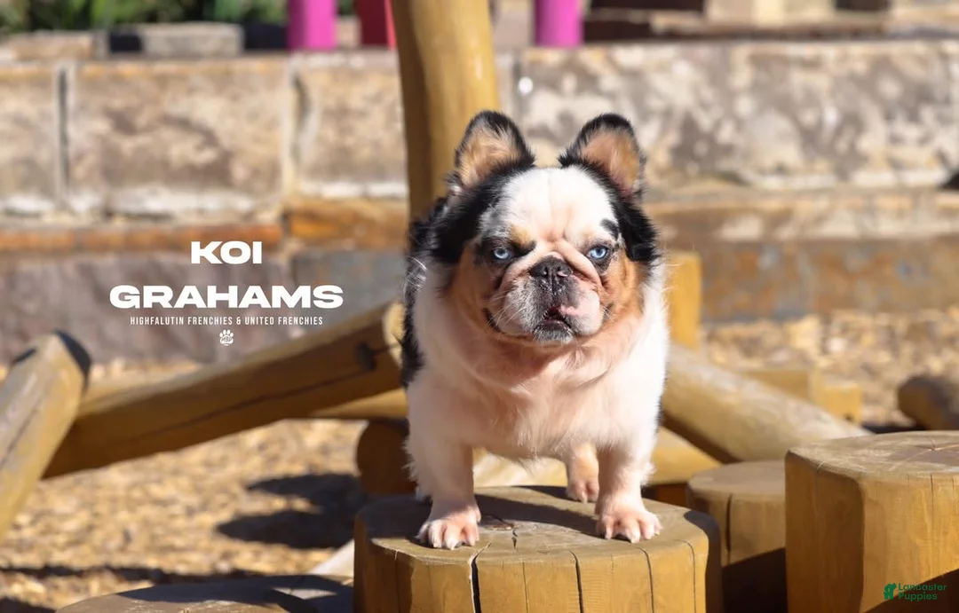 French Bulldog dogs for sale: French Bulldog Puppy 3 - Ad 4