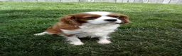 Cavapoo dogs for sale: Cash - Ad 9