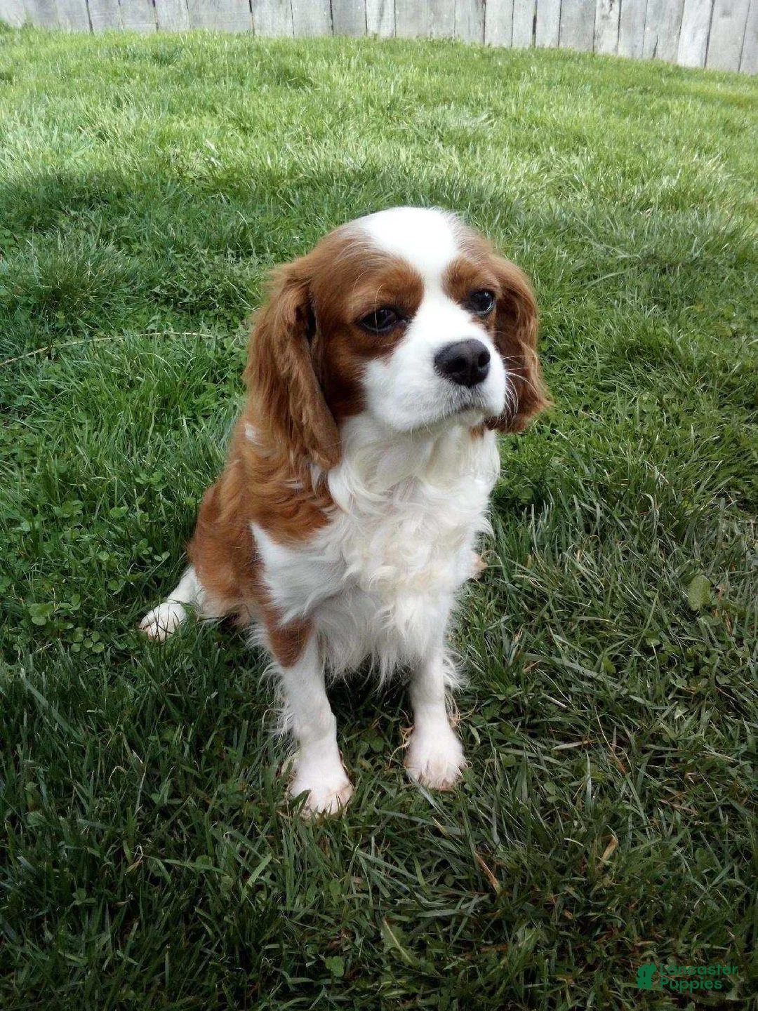 Cavapoo dogs for sale: Cash - Ad 9