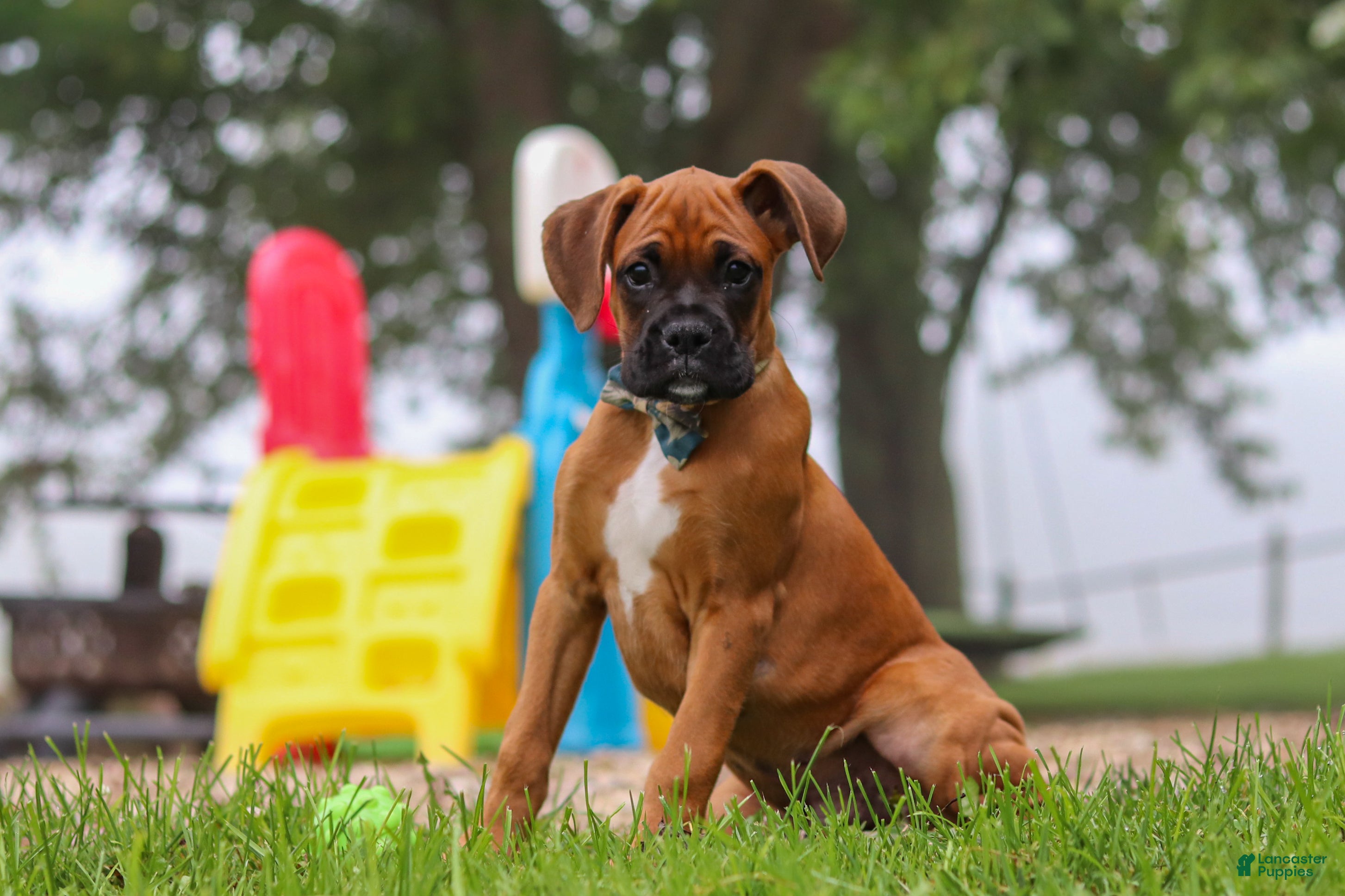 Boxer dogs Russell - Ad 2