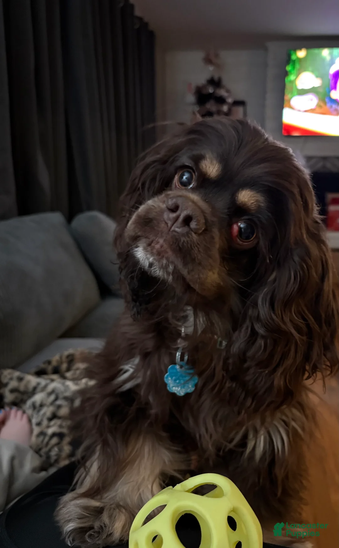 Cocker Spaniel dogs for sale: Cocker Spaniel Puppy 6 - Ad 1