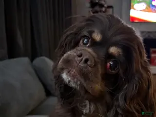 Cocker Spaniel dogs Cocker Spaniel Puppy 6 - Ad 33