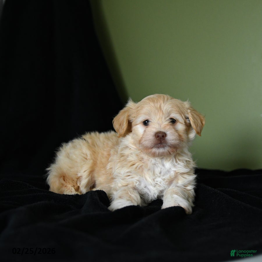 Havanese dogs Zachary - Ad 2