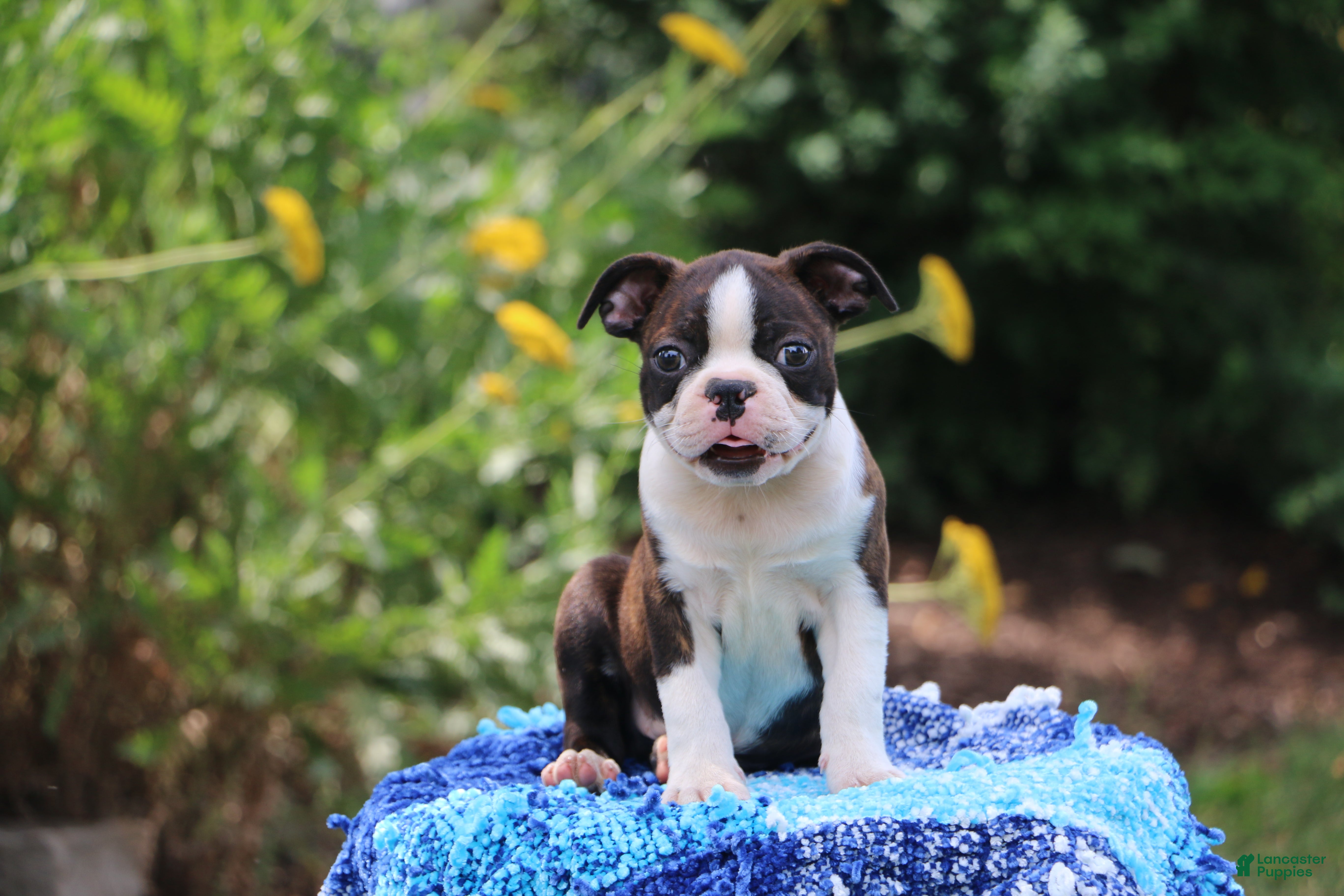 Boston Terrier dogs Buster - Ad 1