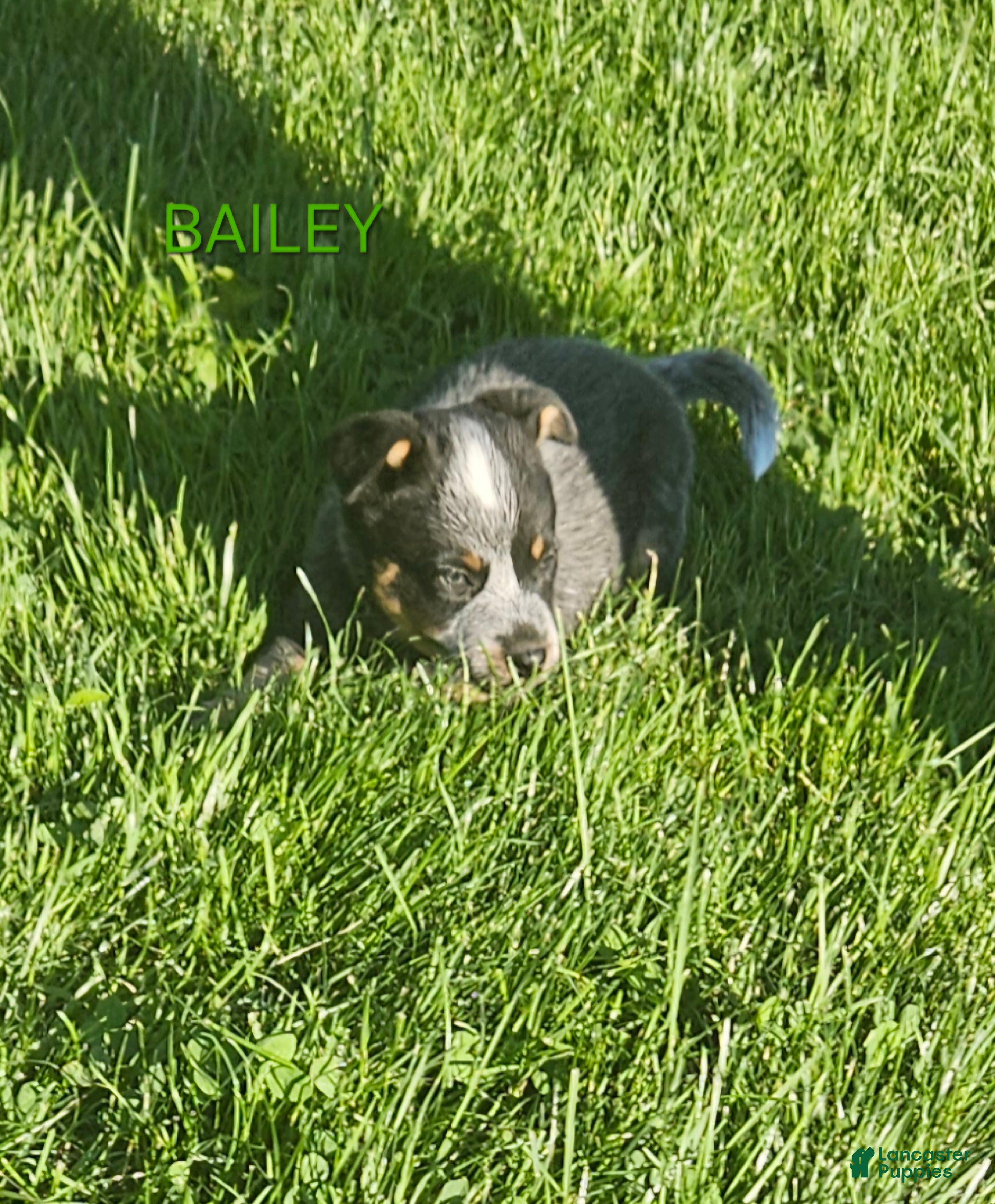 Australian Cattle Dog dogs Australian Cattle Dog 3 - Ad 29