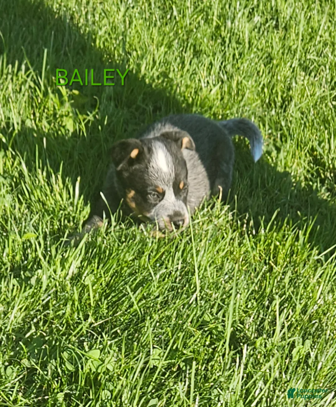 Australian Cattle Dog dogs for sale: Australian Cattle Dog 3 - Ad 1