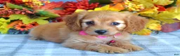 Cavapoo dogs for sale: Hannah  - Ad 8