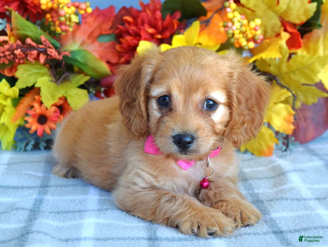 Cavapoo dogs for sale: Hannah  - Ad 8