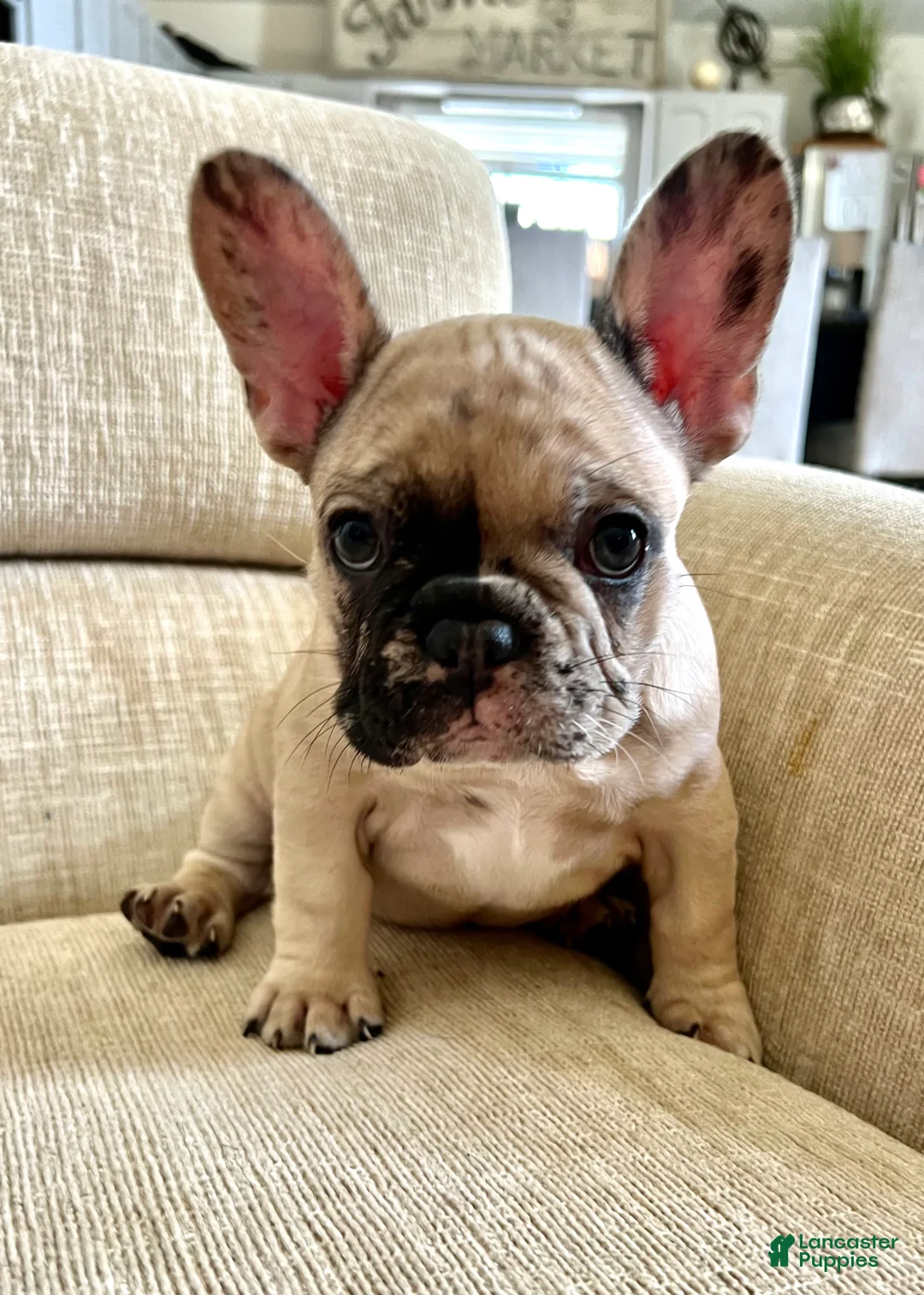 French Bulldog dogs for sale: Scout  - Ad 7