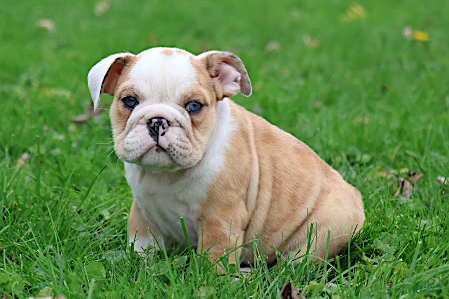 English Bulldog dogs for sale: Dante - Ad 1