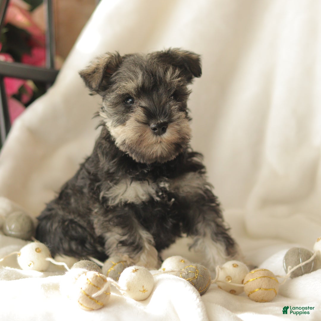 Miniature Schnauzer dogs for sale: Midnight - Ad 5