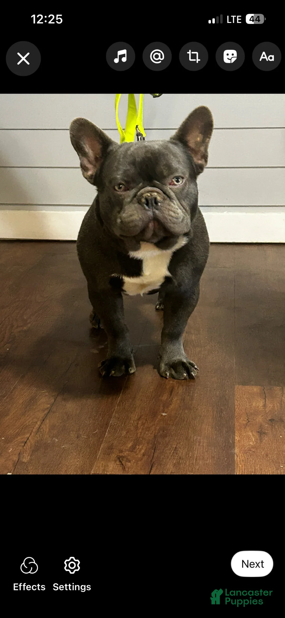 French Bulldog dogs for sale: French Bulldog 1 - Ad 4