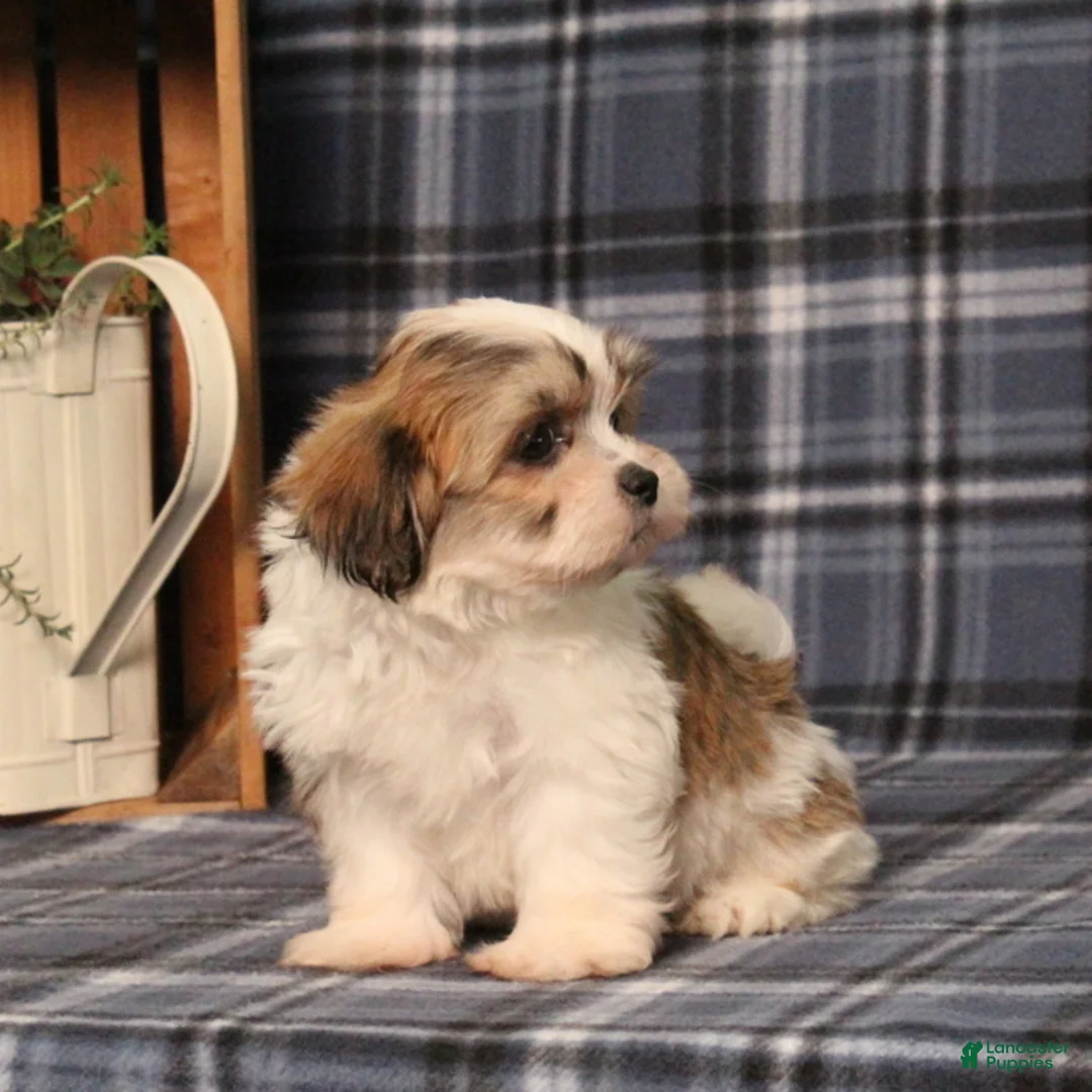 Teddy Bear dogs for sale: Franklin - Ad 5