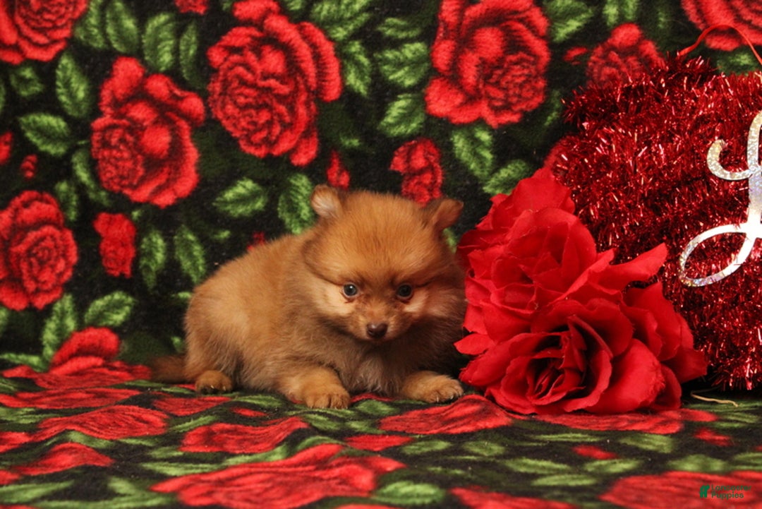 Pomeranian dogs for sale: Londyn - Ad 3
